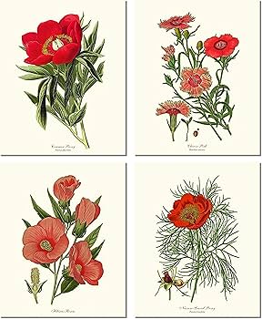 絵画 Ruby-red Flowers Red Spider Lily Watercolor PNG: Hand-drawn Equinox Flower